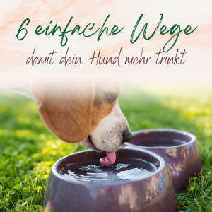 Hund Wasser trinke im Sommer