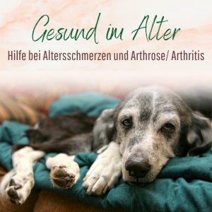 Gesund im Alter - Vorsorge bei Schmerzen beim Hund im Alter und bei Athrose und Arthritis