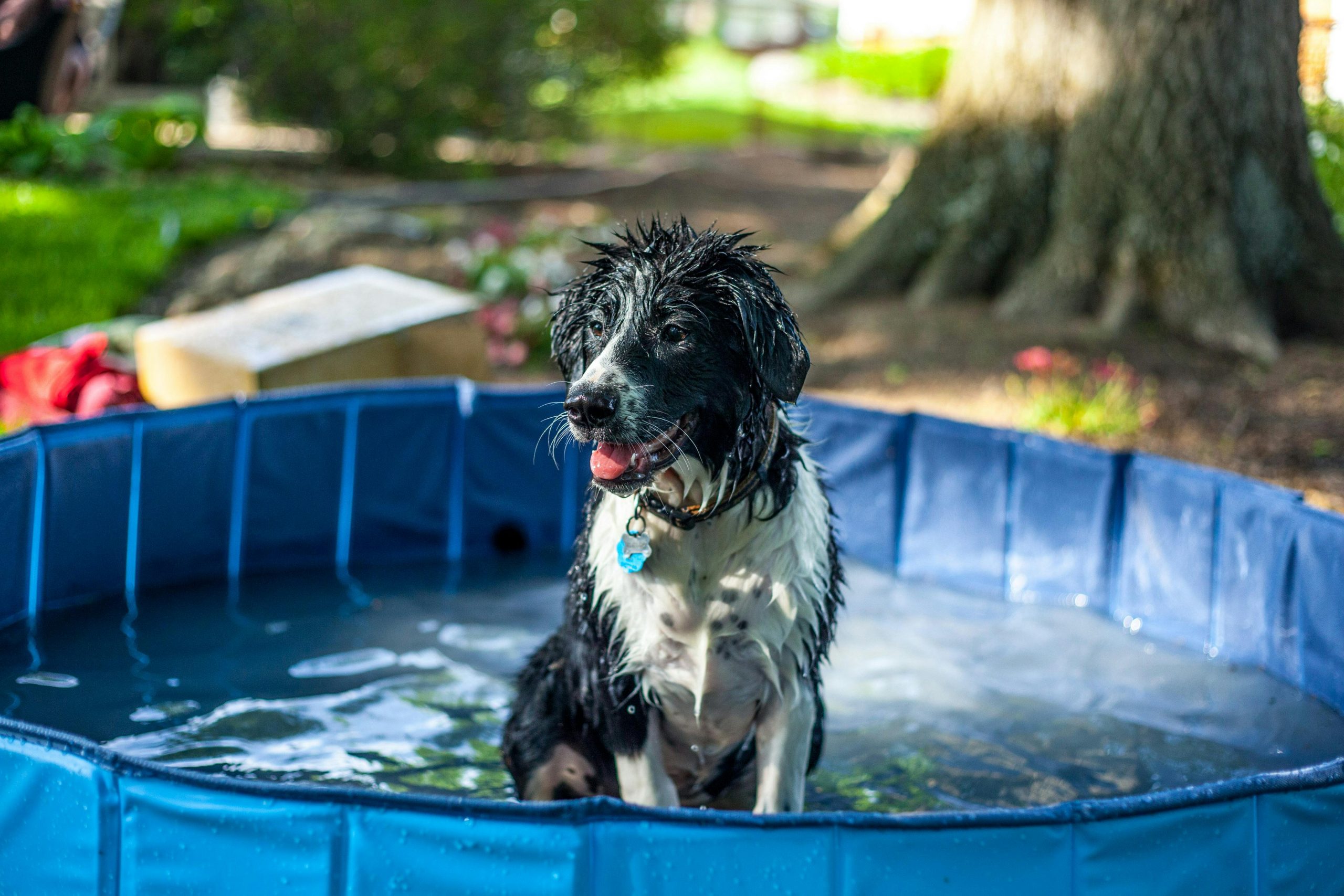Hund Hundepool Sommer