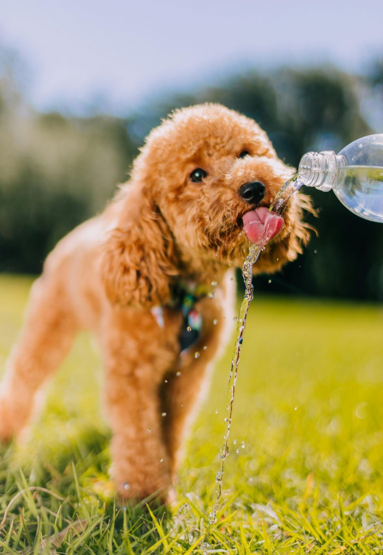 Hund Wasser trinken Sommer