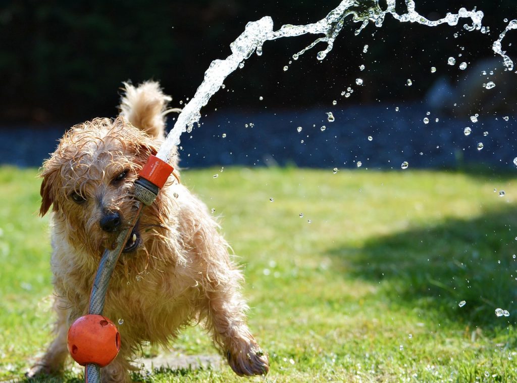 Hund Wasserspielzeug Sommer