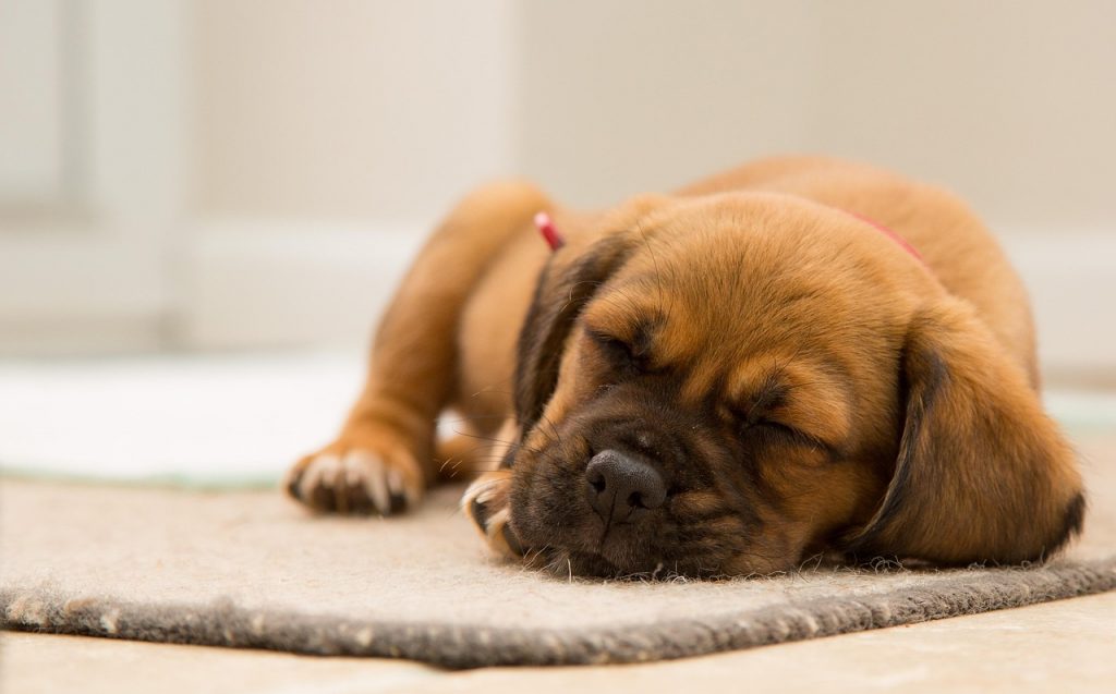 Welpe Schlaf bei Hunden
