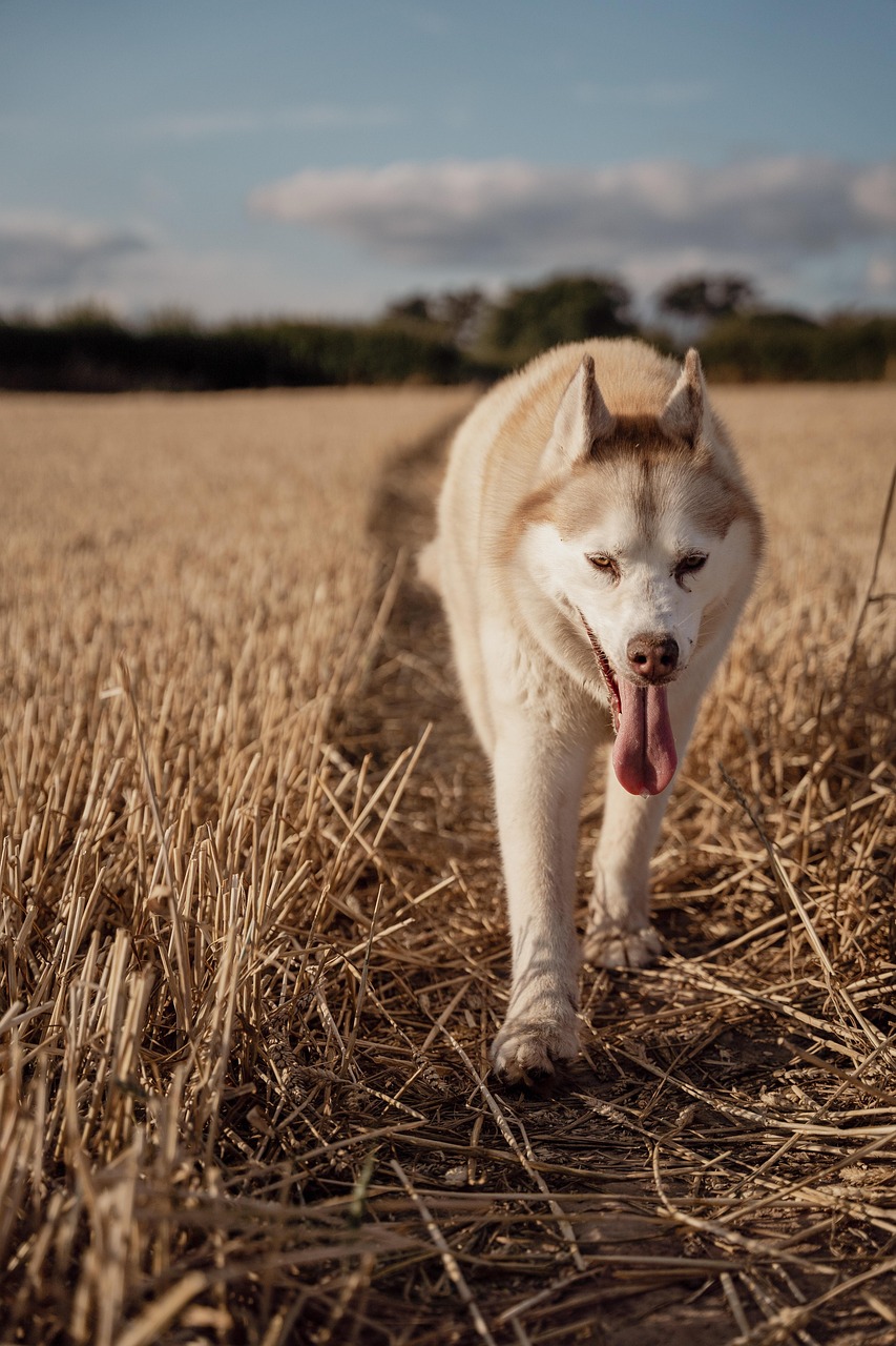 Sommer Hitzeschutz Hund Sommerspaziergang Hitze beim Hund, Abkühlung für den Hund