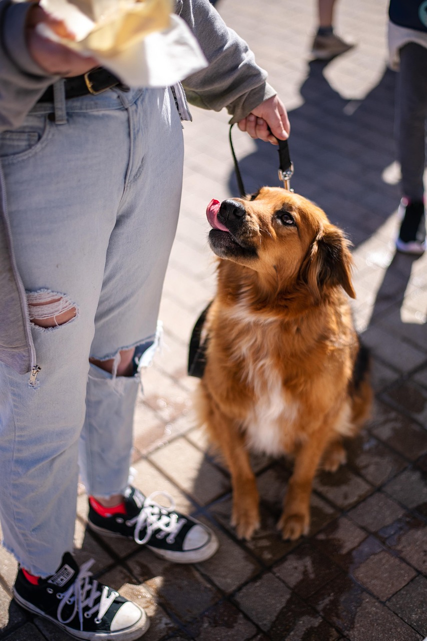 Hund Sommer Eis essen mit Hund