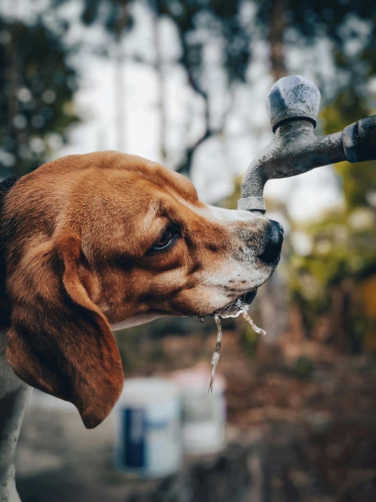 Hund mehr trinken Hitzeschutz im Sommer Abkühlung für den Hund