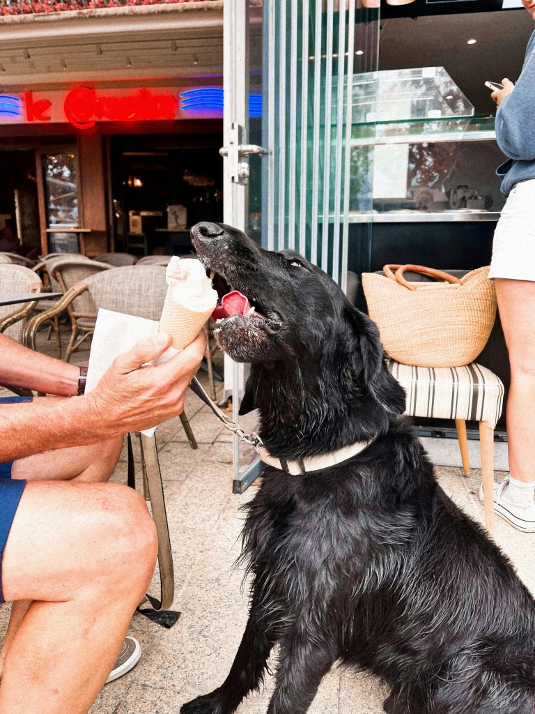 Hund Eis essen Sommer mti Hund