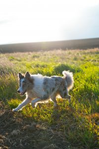 Hund spazieren Sommer Hitzeschutz beim Hund