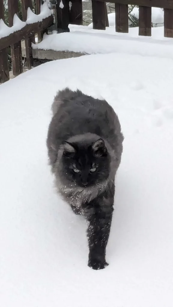 Feedback Futterberatung Katze von Rene