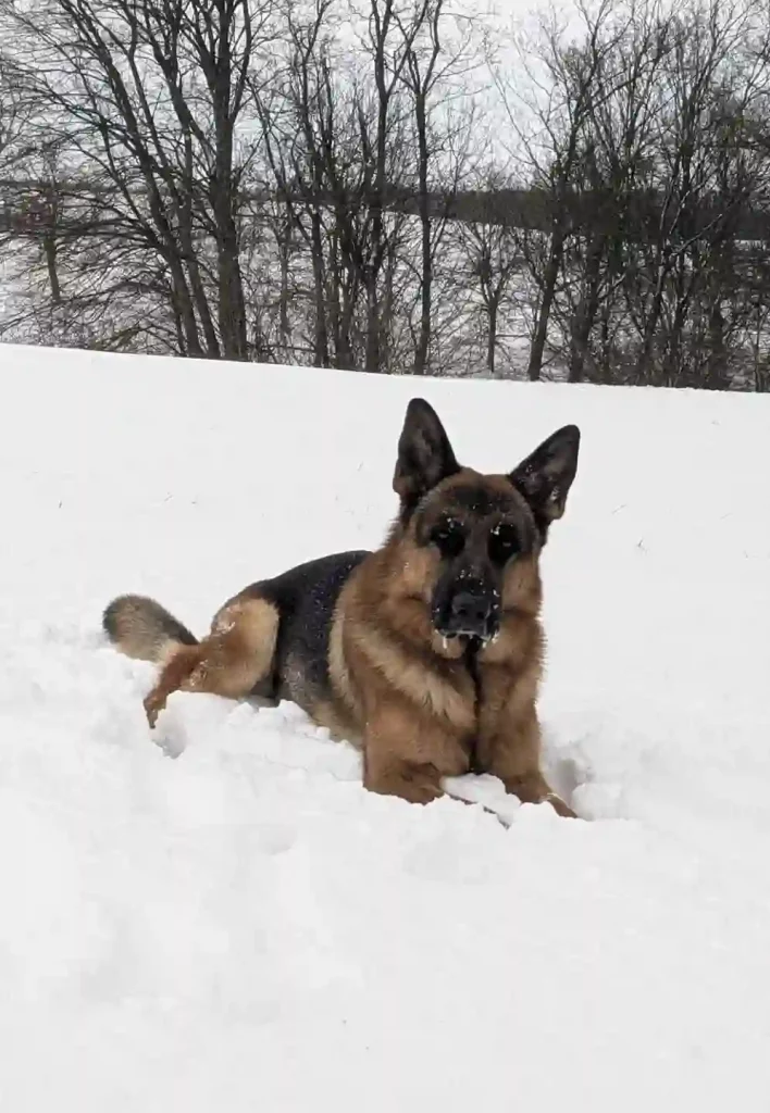 Feedback Futterberatung Hund von Rene