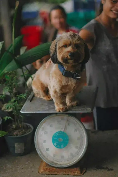Hund auf der Wage Übergewicht