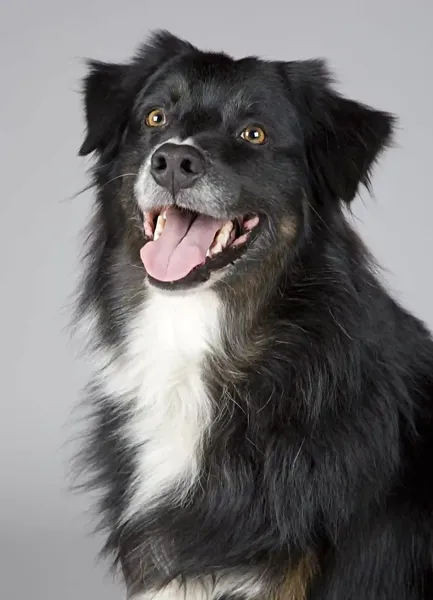 Hund hechelt