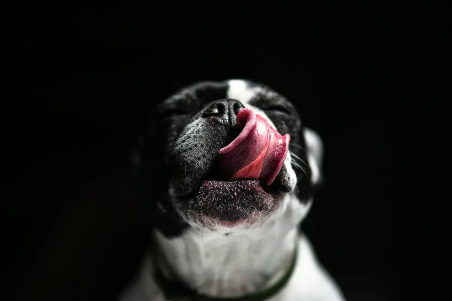 Hund schmatzt