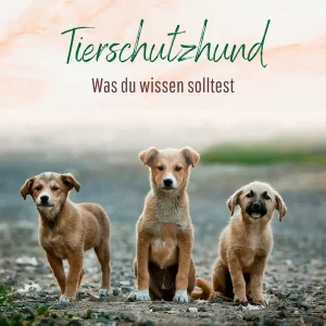 Tierschutzhund