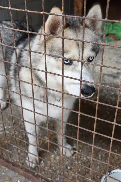 Tierschutzhund Husky