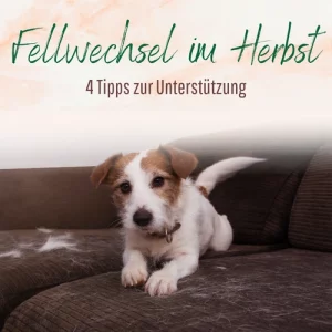 Blogbeitrag Fellwechsel im Herbst