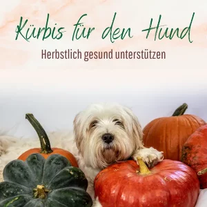 Blogbeitrag Kürbis für den Hund