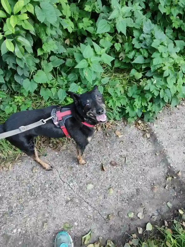 Bruno Erster Spaziergang