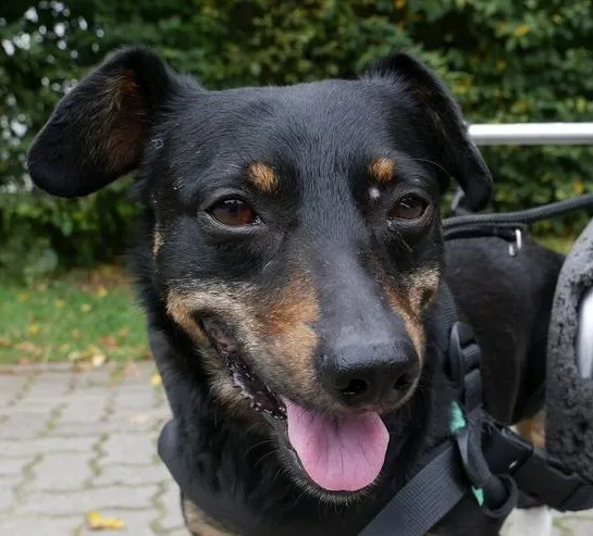 Bruno mit Rollstuhl