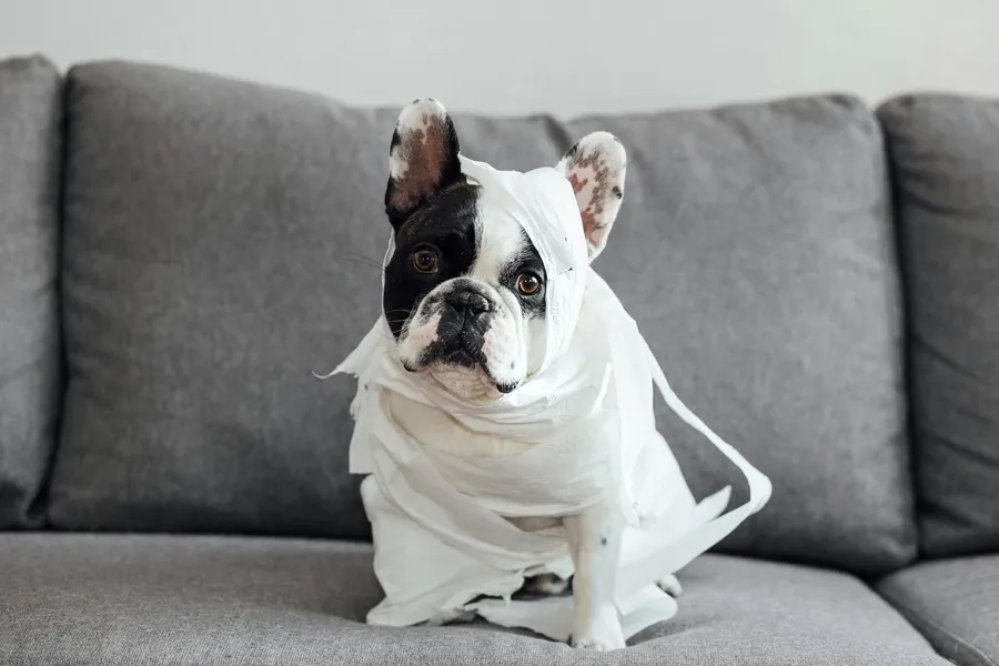 Halloween mit Hund Toilettenpapier