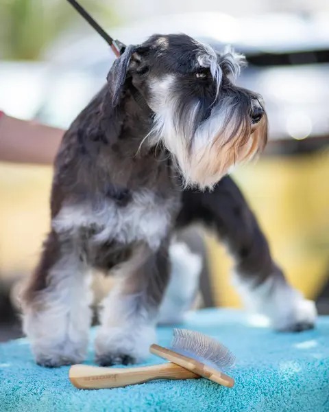 Hund Fellwechsel