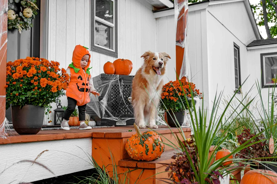 Hund Halloween Kostüm