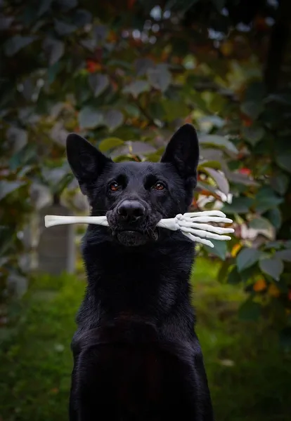 Halloween mit Hund