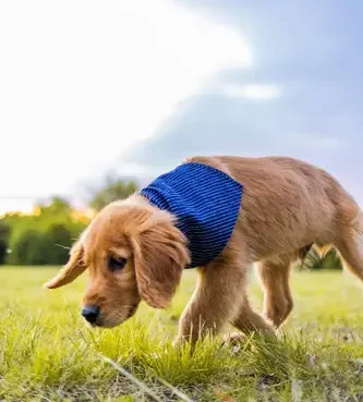 Hund Nasenarbeit Garten Schnüffelarbeit Hund