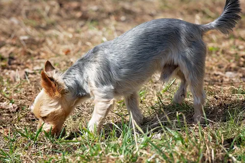 Hund Nasenarbeitcomp DIY Schnüffelteppich