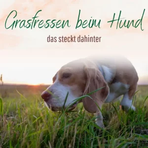 Blogbeitrag Grasfressen beim Hund