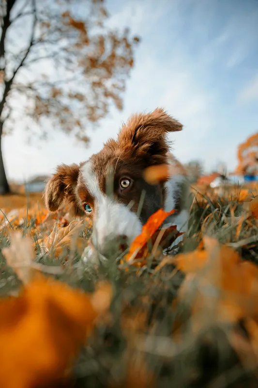 hund frisst gras