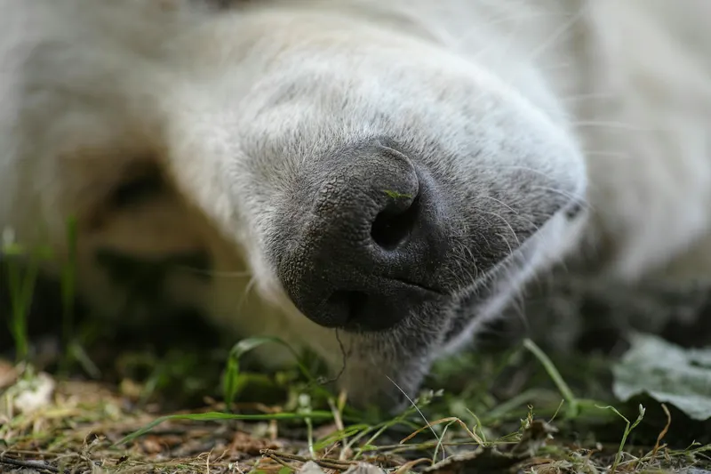 Hund grasfressen