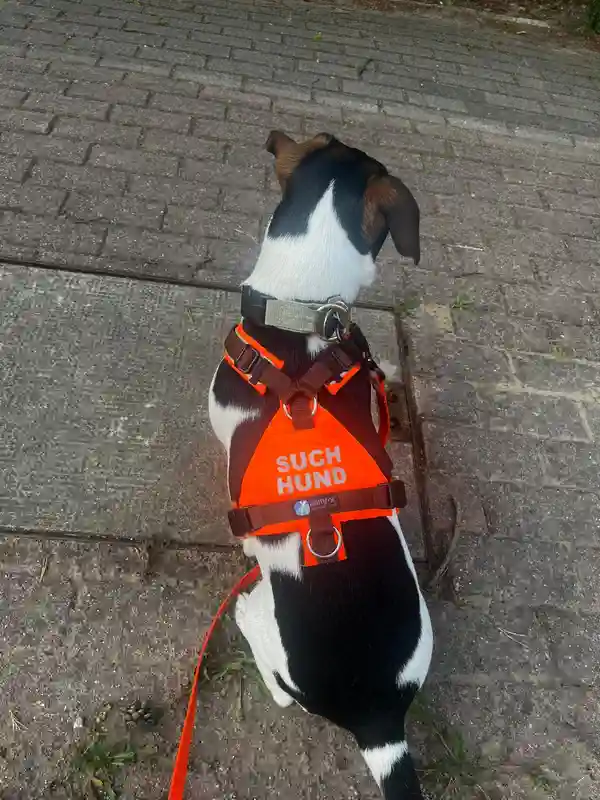 Mantrailing Hund