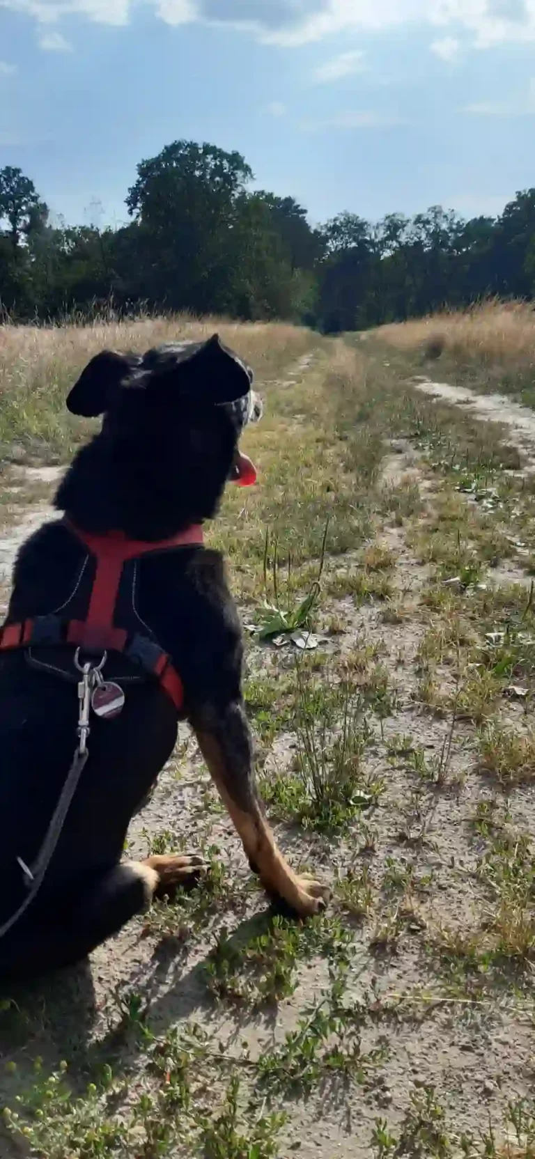 Schmerzen beim alten Hund