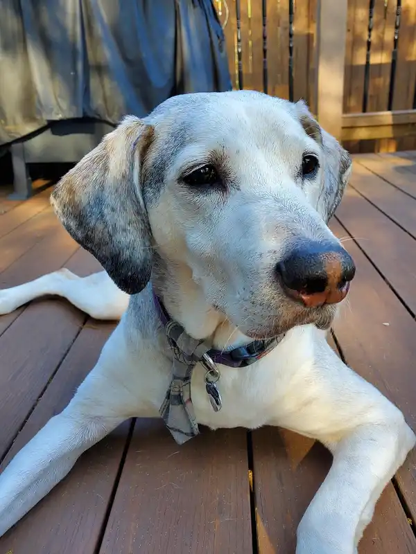 Seniorenfutter hund