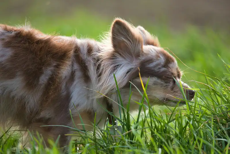 Grasfressen beim Hund