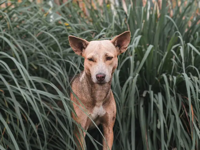 hund im gras