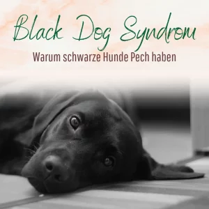 Black Dog Syndrom Blogbeitrag