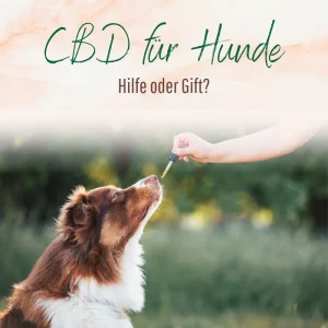 Blogbeitrag CBD für Hunde