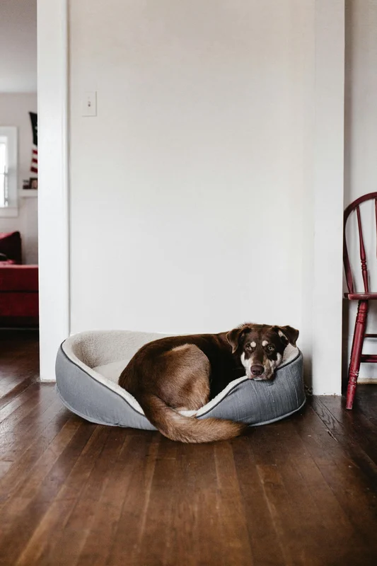Hund Müde | Nierenerkrankung beim Hund