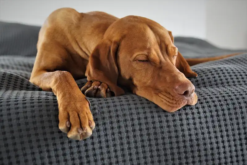 Seniorhund entspannt