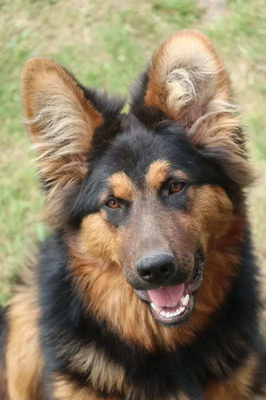 Schäferhund Fell in den ohren