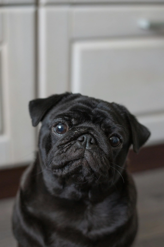 Schwarzer Französische Bulldogge | Black Dog Syndrom