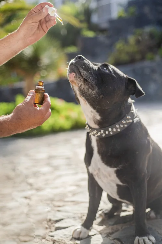 CBD für Hunde