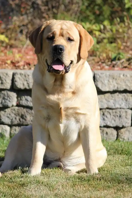 dicker Labrador