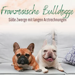 Blogbeitrag Französische Bulldogge