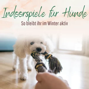 Blogbeitrag Indoorspiele für Hunde