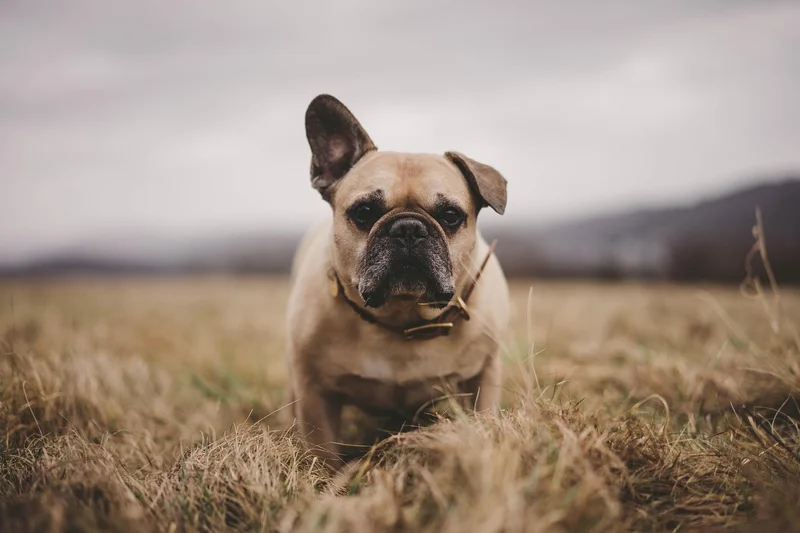 Französische Bulldogge auf Feld