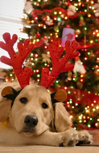 Hund Weihnachtsstress