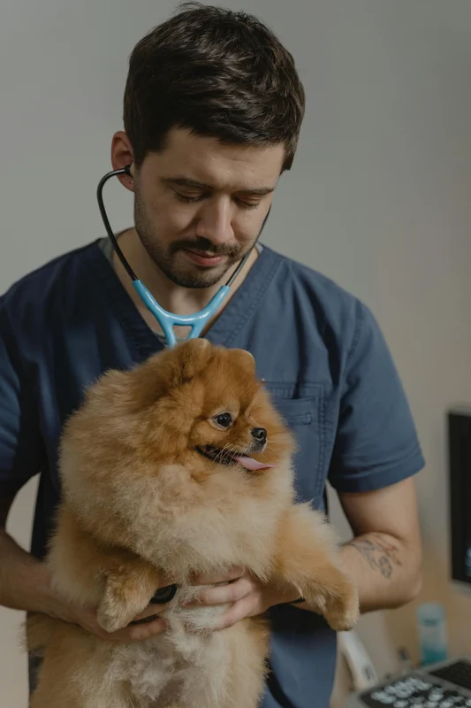 Vorsorge Check-Up für den Hund