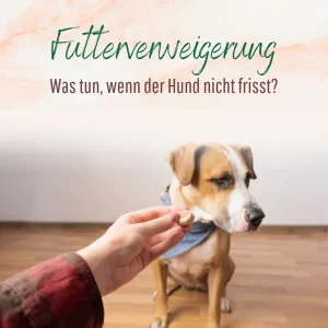 Blogbeitrag Futterverweigerung